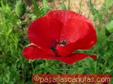 foto de flor amapola roja - papaver rhoeas con tama&ntilde;o de 160X120; ver distintas medidas disponibles a la derecha